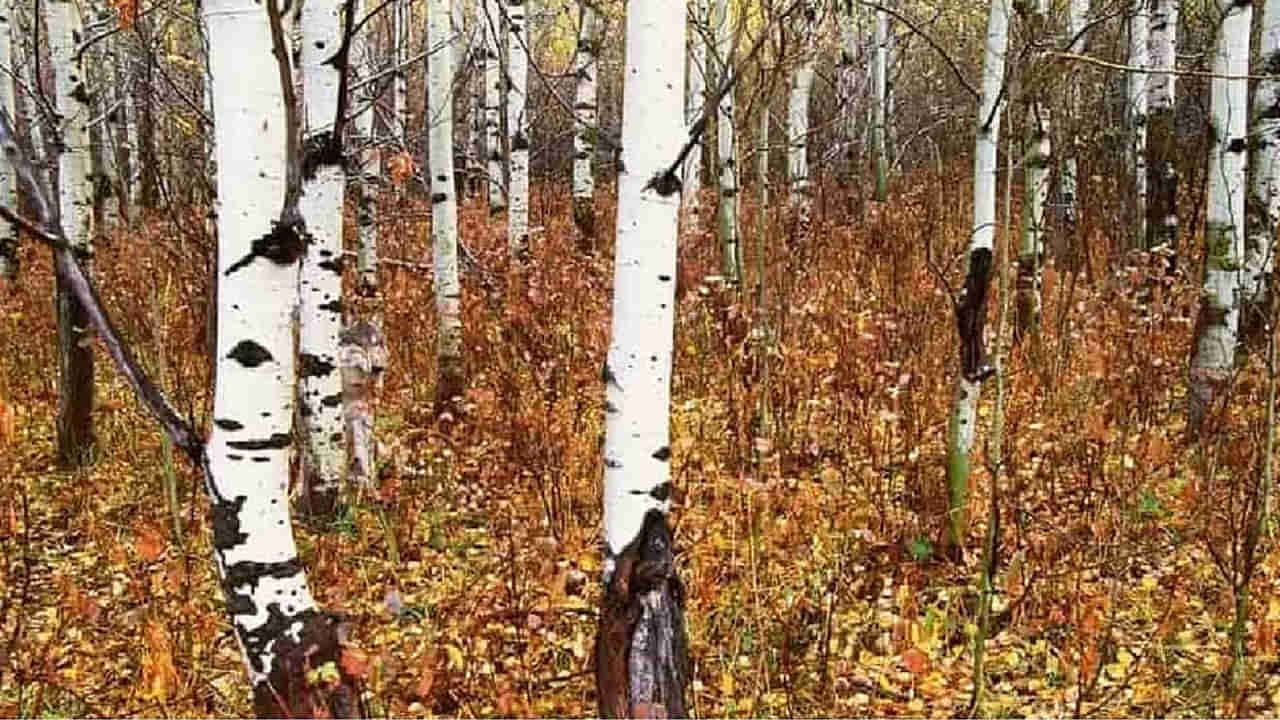 Optical illusion: అనుకుంటాం కానీ అంత ఈజీ కాదు భయ్యా.. ఈ ఫొటోలో తోడేలుని కనిపెట్టండి చూద్దాం..