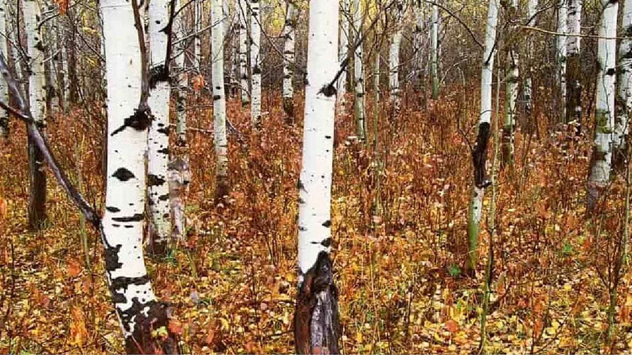 Optical illusion: అనుకుంటాం కానీ అంత ఈజీ కాదు భయ్యా.. ఈ ఫొటోలో తోడేలుని కనిపెట్టండి చూద్దాం..