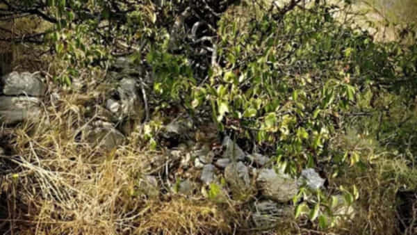 Optical Illusion: మాయా లేదు.. మంత్రం లేదు..! జస్ట్ ఇక్కడ పిల్లిని కనిపెడితే చాలు.. టైమ్ 10 సెకన్లే..