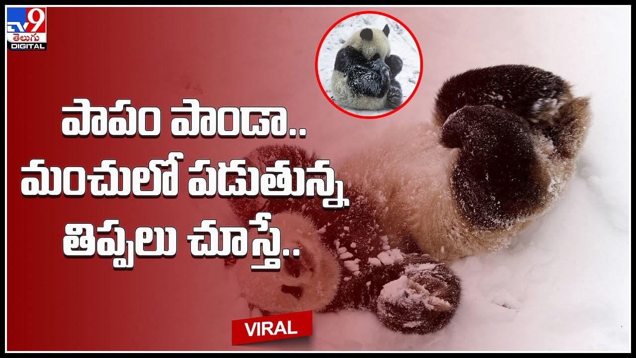 Panda viral video: పాపం పాండా.. మంచులో పడుతున్న తిప్పలు చూస్తే..వైరల్‌ అవుతున్న క్యూట్‌ వీడియో