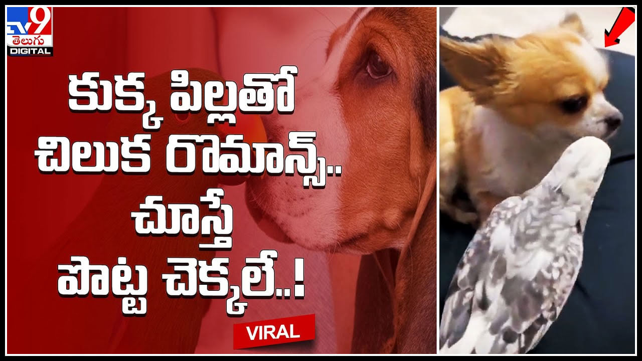 Parrot And Dog Romance: కుక్కపిల్లతో చిలుక రొమాన్స్‌.. నీ ట్రాప్‌లో పడేదే లేదంటున్న పప్పీ.. ఫన్నీ వీడియో.