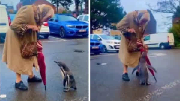 Viral Video: అమ్మమ్మ తో వెళ్తానంటూ మారాం చేస్తున్న పెంగ్విన్.. అల్లరి చేస్తున్న వీడియో చూస్తే ఫిదా అవ్వాల్సిందే..