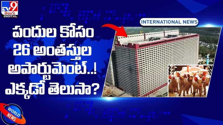 పందుల కోసం 26 అంతస్తుల అపార్టుమెంట్ !! ఎక్కడో తెలుసా ?? పందుల కోసం 26 అంతస్తుల అపార్టుమెంట్ !! ఎక్కడో తెలుసా ??