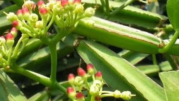 Health Tips: ఈ మొక్క వందలాది వ్యాధులను నయం చేసే అద్భుత మూలిక... వెంటనే వాడి చూడండి..!