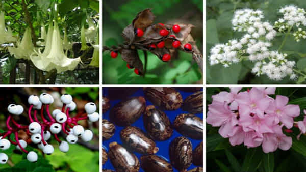 Poisonous plants: ఇవి అత్యంత విషపూరితమైన మొక్కలు.. పొరపాటున కూడా ఇంట్లోకి రానివ్వకండి..!