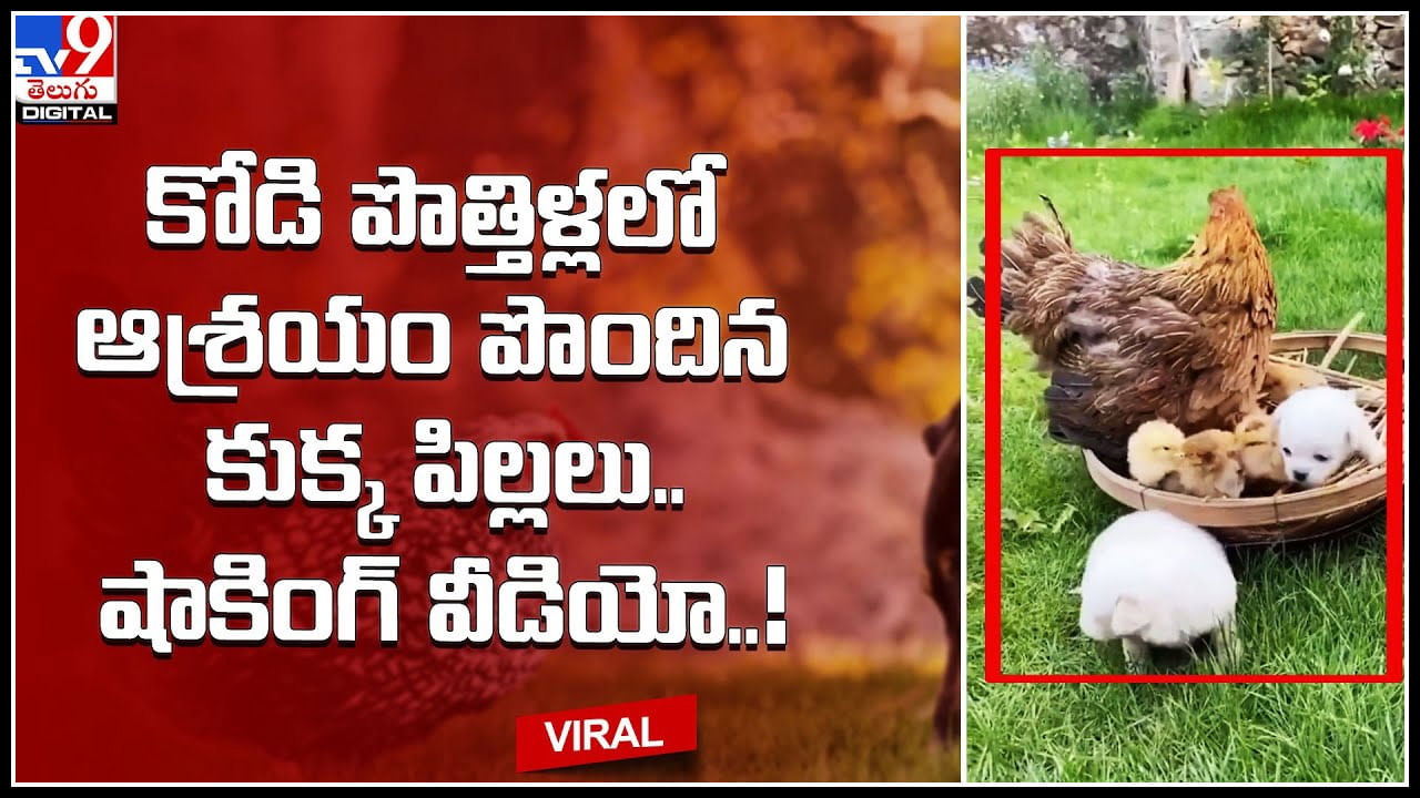 Puppies - Hen: కోడి పొత్తిళ్లలో ఆశ్రయం పొందిన కుక్క పిల్లలు.. షాకింగ్ వీడియో..!