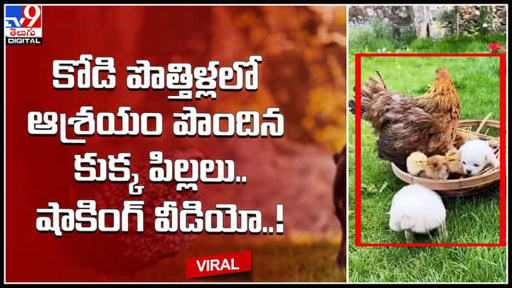 Puppies - Hen: కోడి పొత్తిళ్లలో ఆశ్రయం పొందిన కుక్క పిల్లలు.. షాకింగ్ వీడియో..! Puppies - Hen: కోడి పొత్తిళ్లలో ఆశ్రయం పొందిన కుక్క పిల్లలు.. షాకింగ్ వీడియో..!