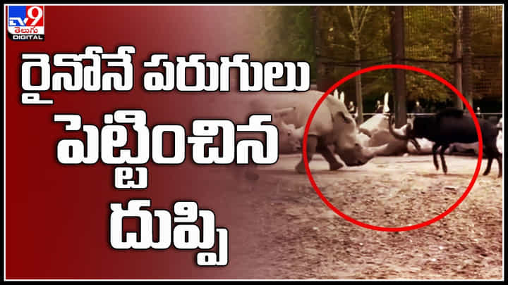 Raino vs Deer: ఇదేం వర్గ పోరు.. రైనోనే పరుగులు పెట్టించిన దుప్పి.. వైరల్ అవుతున్న వీడియో.. Raino vs Deer: ఇదేం వర్గ పోరు.. రైనోనే పరుగులు పెట్టించిన దుప్పి.. వైరల్ అవుతున్న వీడియో..