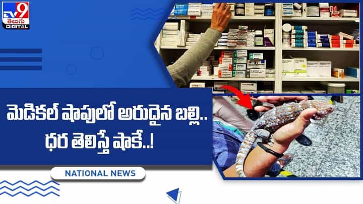 మెడికల్ షాపులో అరుదైన బల్లి.. ధర తెలిస్తే షాకే !! మెడికల్ షాపులో అరుదైన బల్లి.. ధర తెలిస్తే షాకే !!