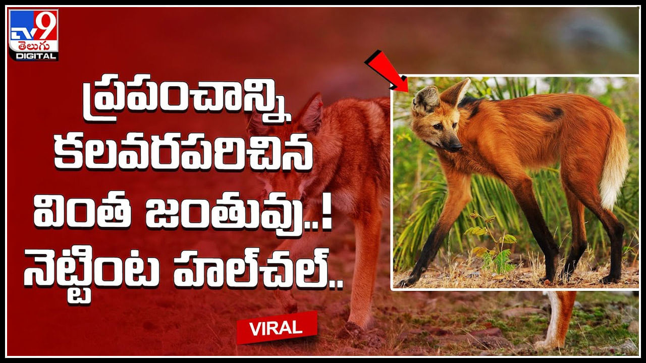 Rare Wolf: ప్రపంచాన్ని కలవరపరిచిన వింత జంతువు..! నెట్టింట హల్‌చల్ చేస్తున్న వీడియో..