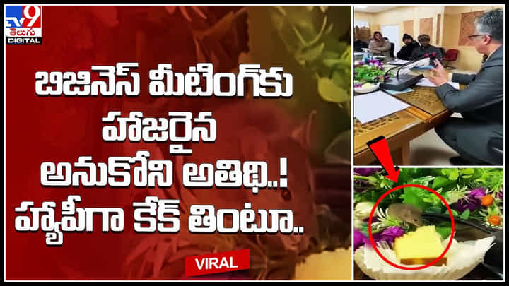 Rat Viral Video: బిజినెస్ మీటింగ్కు హాజరైన అనుకోని అతిథి..! హ్యాపీగా కేక్ తింటూ.. ఫన్నీ వీడియో. Rat Viral Video: బిజినెస్ మీటింగ్కు హాజరైన అనుకోని అతిథి..! హ్యాపీగా కేక్ తింటూ.. ఫన్నీ వీడియో.