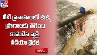 అతన్ని చూసి గజగజా వణికిపోయిన పెద్ద పులులు.. షాకింగ్ వీడియో