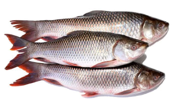 River fish vs Sea Fish: నది.. సముద్రం.. ఏ చేపలు హెల్త్‌ఫుల్.. ఫిష్ కొనేముందు తప్పక తెలుసుకోండి..
