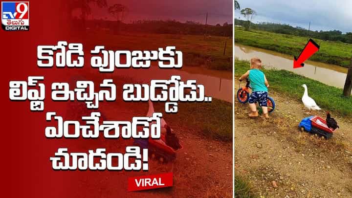 కోడి పుంజుకు లిఫ్ట్ ఇచ్చిన బుడ్డోడు.. ఏంచేశాడో చూడండి !! కోడి పుంజుకు లిఫ్ట్ ఇచ్చిన బుడ్డోడు.. ఏంచేశాడో చూడండి !!