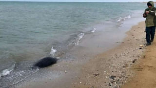 Seals Dead on Beach: కాస్పియన్ తీరంలో వేల సంఖ్యలో మృత్యువాత పడిన సీల్స్.. అంతరించిపోతున్న జీవుల మరణాలపై ఆందోళన