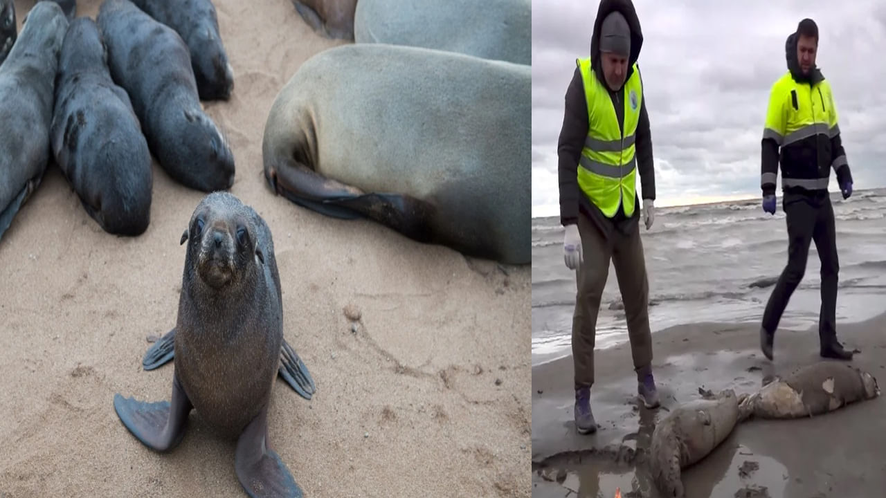 Seals Dead on Beach: కాస్పియన్ తీరంలో వేల సంఖ్యలో మృత్యువాత పడిన సీల్స్.. అంతరించిపోతున్న జీవుల మరణాలపై ఆందోళన