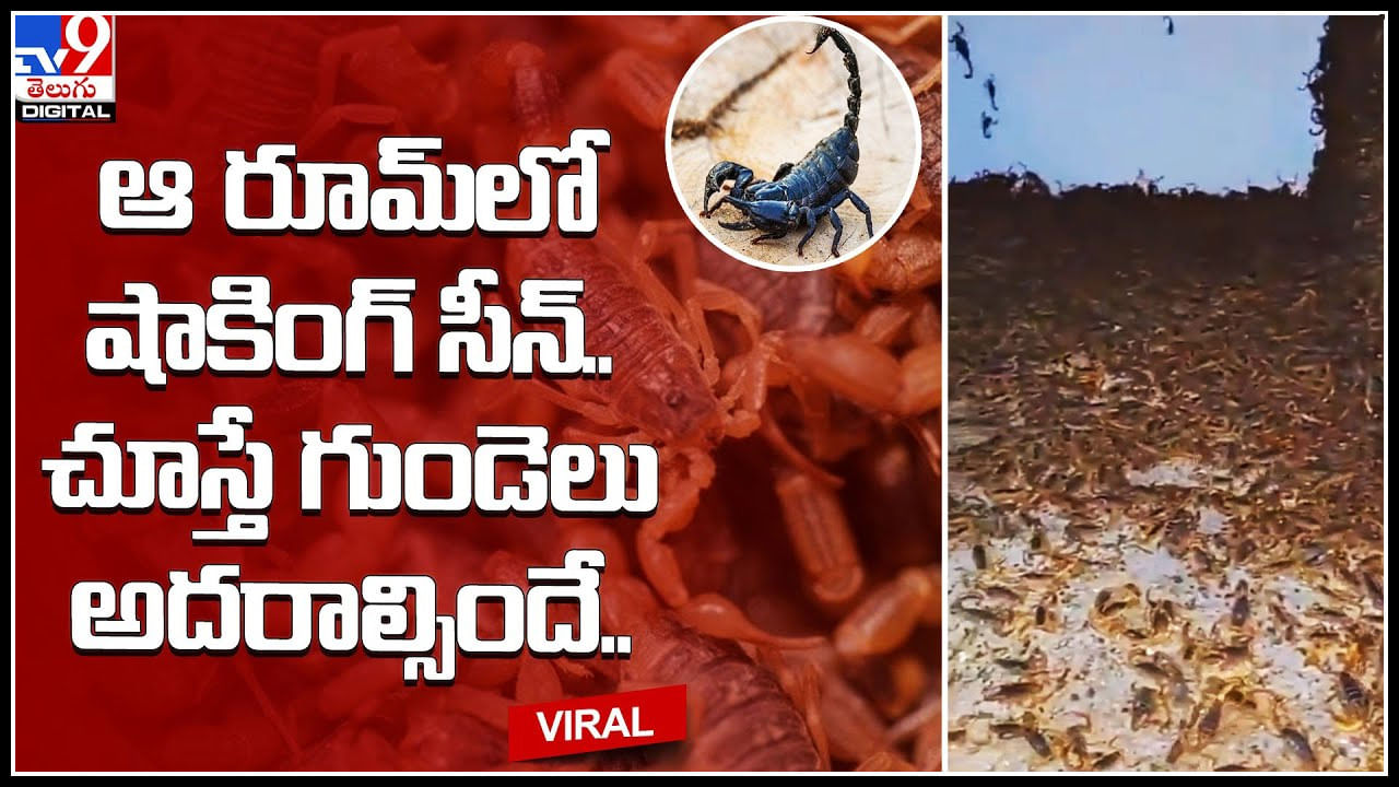 Shocking sean: ఆ రూమ్‌లో షాకింగ్‌ సీన్‌.. చూస్తే గుండెలు అదరాల్సిందే.. వీడియో చూసేందుకు దైర్యం కావాలి..