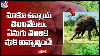 Rat Viral Video: బిజినెస్‌ మీటింగ్‌కు హాజరైన అనుకోని అతిథి..! హ్యాపీగా కేక్‌ తింటూ.. ఫన్నీ వీడియో.