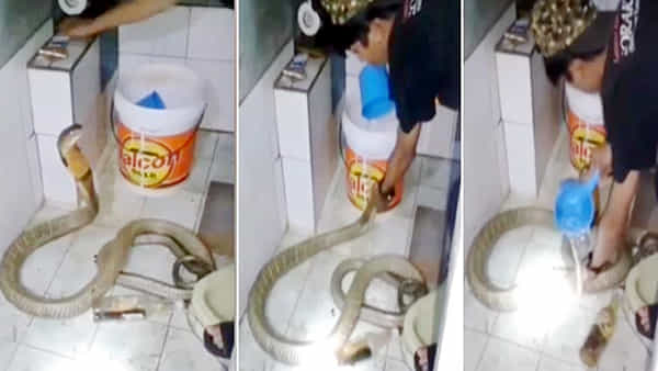 Viral Video: వీడికి ఎంత ధైర్యం రా బాబు.. కోబ్రాకి సింపుల్ గా స్నానం చేయిస్తున్నాడు..
