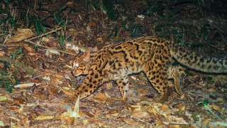 AP News: మరికొద్ది రోజుల్లో పెళ్లి.. టీటీడీ ఈవో కుమారుడు మృతి.. ధర్మారెడ్డి దు:ఖించడం చూసి సీఎం ఎమోషనల్