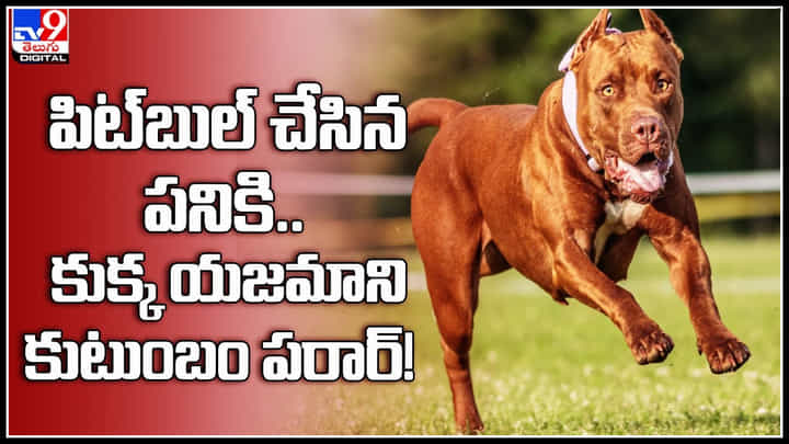 Pit-bull Dog Attack: అరరే కుక్క ఎంత పని చేసింది..! పిట్బుల్ చేసిన పనికి.. కుక్క యజమాని కుటుంబం పరార్.! Pit-bull Dog Attack: అరరే కుక్క ఎంత పని చేసింది..! పిట్బుల్ చేసిన పనికి.. కుక్క యజమాని కుటుంబం పరార్.!