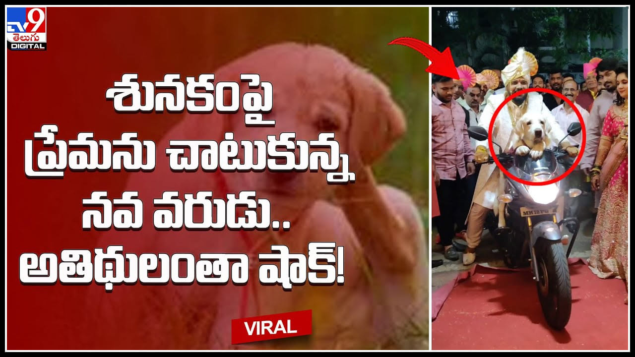 Groom pet Dog పెంపుడు శునకంపై ప్రేమను చాటుకున్న నవ వరుడు.. అతిథులంతా