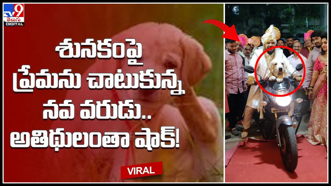 Groom - pet Dog: పెంపుడు శునకంపై ప్రేమను చాటుకున్న నవ వరుడు.. అతిథులంతా షాక్.! ట్రెండ్ అవుతున్న వీడియో.