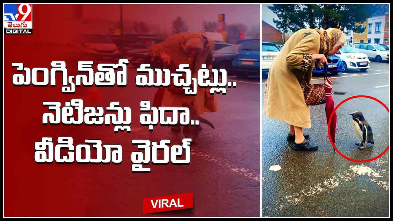 Penguin Viral Video: పెంగ్విన్‌తో ముచ్చ‌ట్లు పెట్టిన పెద్దావిడ.. నెటిజ‌న్లు ఫిదా చేస్తున్న వీడియో వైరల్‌..