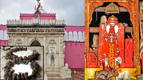 ఈ ఆలయంలో ఎలుకలు తిన్న ఆహారమే ప్రసాదం.. తెల్ల ఎలుక కనిపిస్తే అదృష్టంగా భావిస్తారు.. ప్రపంచంలో ఏకైక మూషిక ఆలయ విశేషాలు