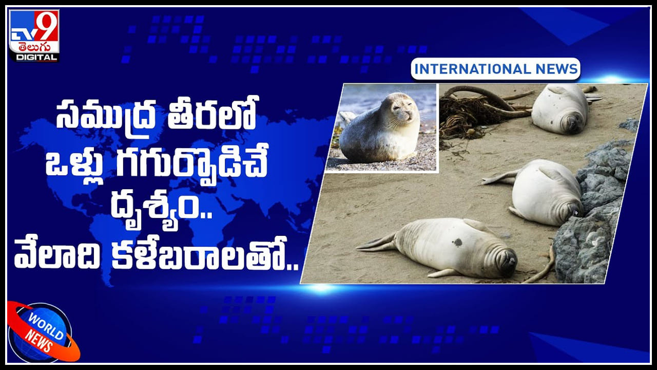 Russia Seals: సముద్ర తీరలో ఒళ్లు గగుర్పొడిచే దృశ్యం.. వేలాది కళేబరాలతో..మృత్యువాత పడ్డ సీల్స్. Russia Seals: సముద్ర తీరలో ఒళ్లు గగుర్పొడిచే దృశ్యం.. వేలాది కళేబరాలతో..మృత్యువాత పడ్డ సీల్స్.