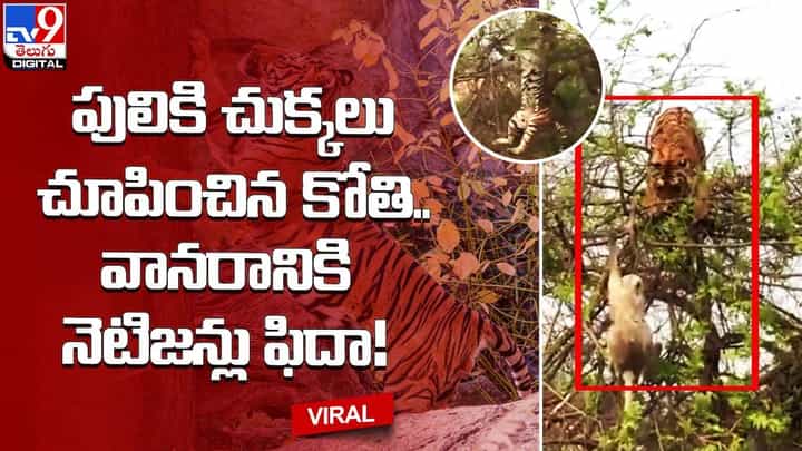 పెద్దపులికి చుక్కలు చూపించిన కోతి.. వానరానికి నెటిజన్లు ఫిదా !! పెద్దపులికి చుక్కలు చూపించిన కోతి.. వానరానికి నెటిజన్లు ఫిదా !!
