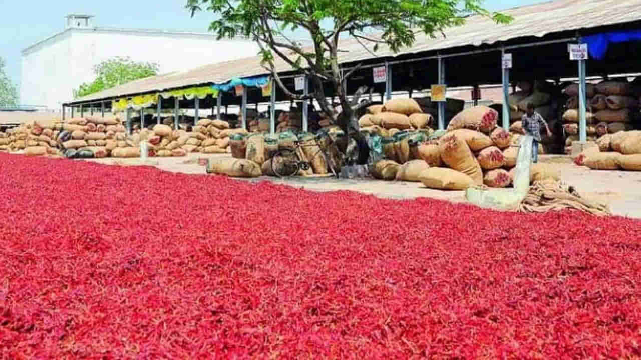 Today Mirchi Price: ఒక్కసారిగా భారీగా పెరిగిన మిర్చి ధర.. రైతులు ముఖాల్లో వెల్లివిరిసిన ఆనందం