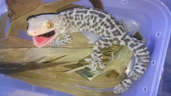 Rare Tokay Gecko Lizard: ఓ దుకాణంలో పోలీసుల తనిఖీలు.. అరుదైన బల్లి స్వాధీనం.. దాని ధర తెలిస్తే మతి పోవాల్సిందే
