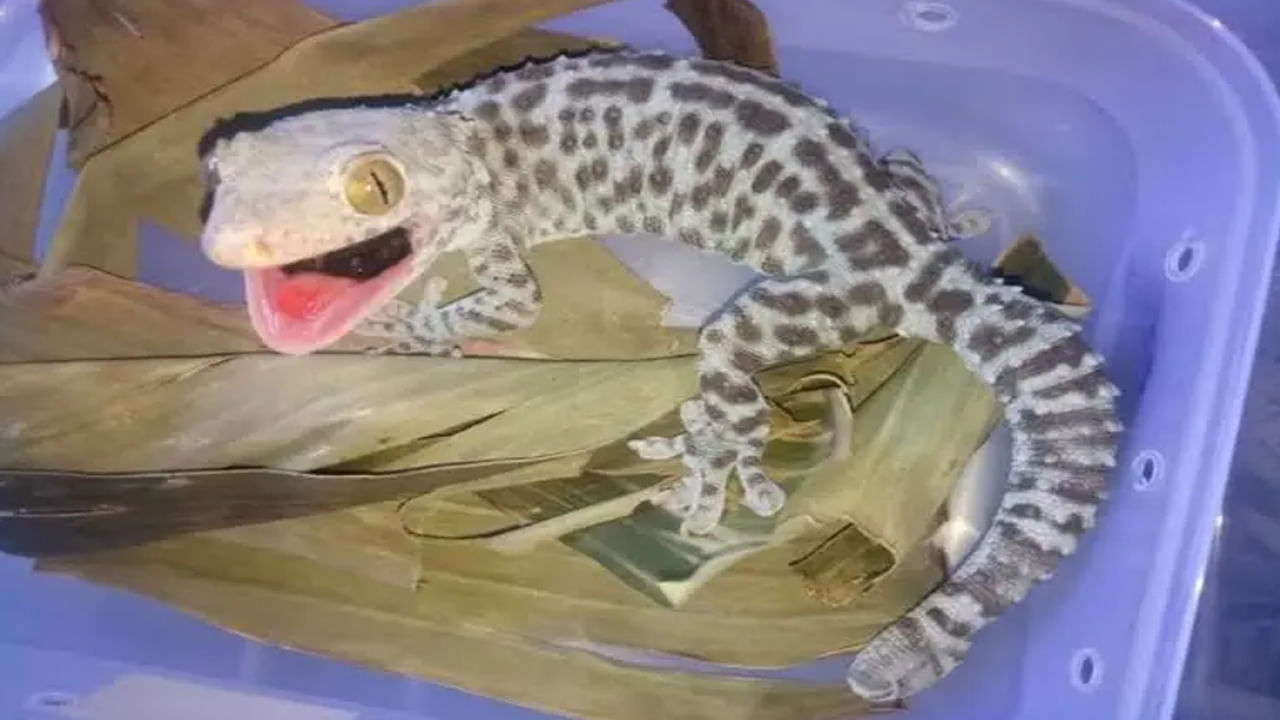 Rare Tokay Gecko Lizard: ఓ దుకాణంలో పోలీసుల తనిఖీలు.. అరుదైన బల్లి స్వాధీనం.. దాని ధర తెలిస్తే మతి పోవాల్సిందే