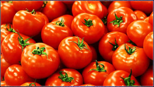 Tomatoes Side Effects: ప్రతిరోజూ టామాటాను తింటున్నారా? ఇగో ఈ ముచ్చట తెలిస్తే గుండె దడలే..
