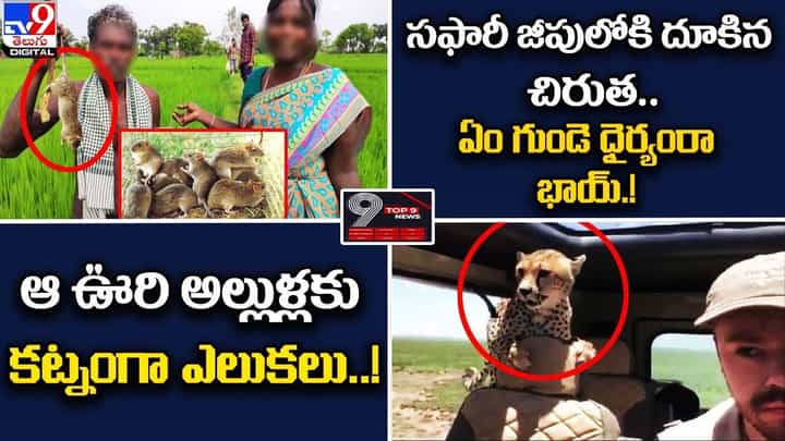 Digital TOP 9 NEWS: సఫారీ జీపులోకి దూకిన చిరుత .! | ఆ ఊరి అల్లుళ్లకు కట్నంగా ఎలుకలు Digital TOP 9 NEWS: సఫారీ జీపులోకి దూకిన చిరుత .! | ఆ ఊరి అల్లుళ్లకు కట్నంగా ఎలుకలు