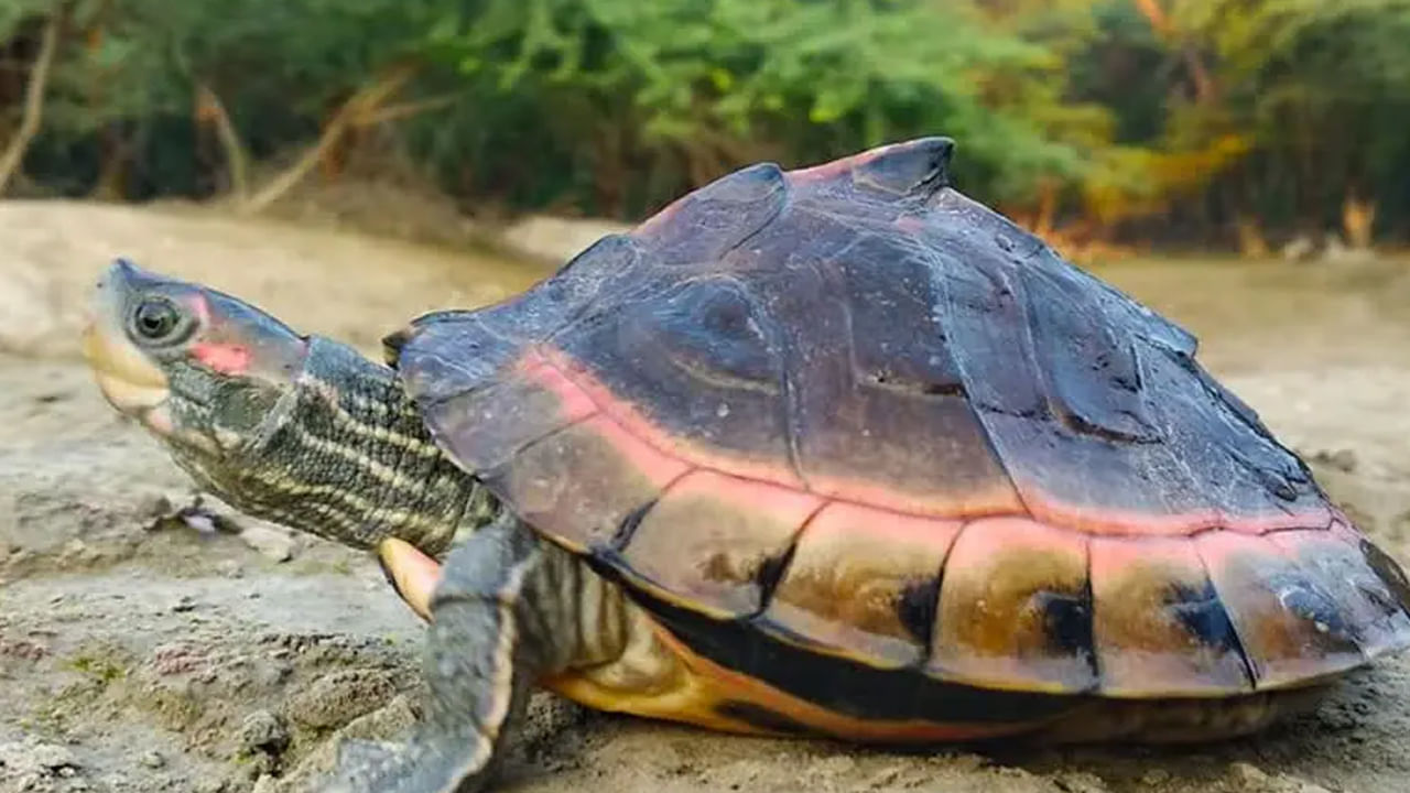 Turtle Rescued