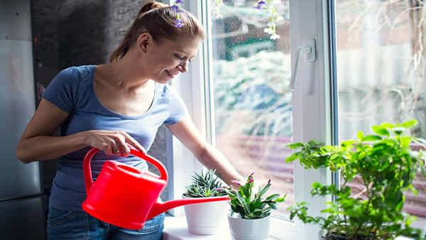 Vastu plant : ఈ చిన్న మొక్కను మీ ఇంటికి సరైన దిశలో పెంచుకోండి.. ధన వర్షం కురుస్తుంది..! ఆర్థిక కష్టాలు తొలగిపోతాయ్..