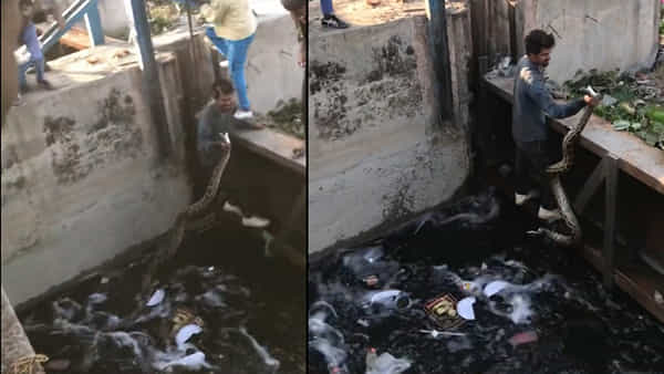 Viral Video: కొండ చిలువను అలా పట్టేశావేంట్రా బాబూ.. పిచ్చా లేక మొండి తనమా.. షాకింగ్ వీడియో.