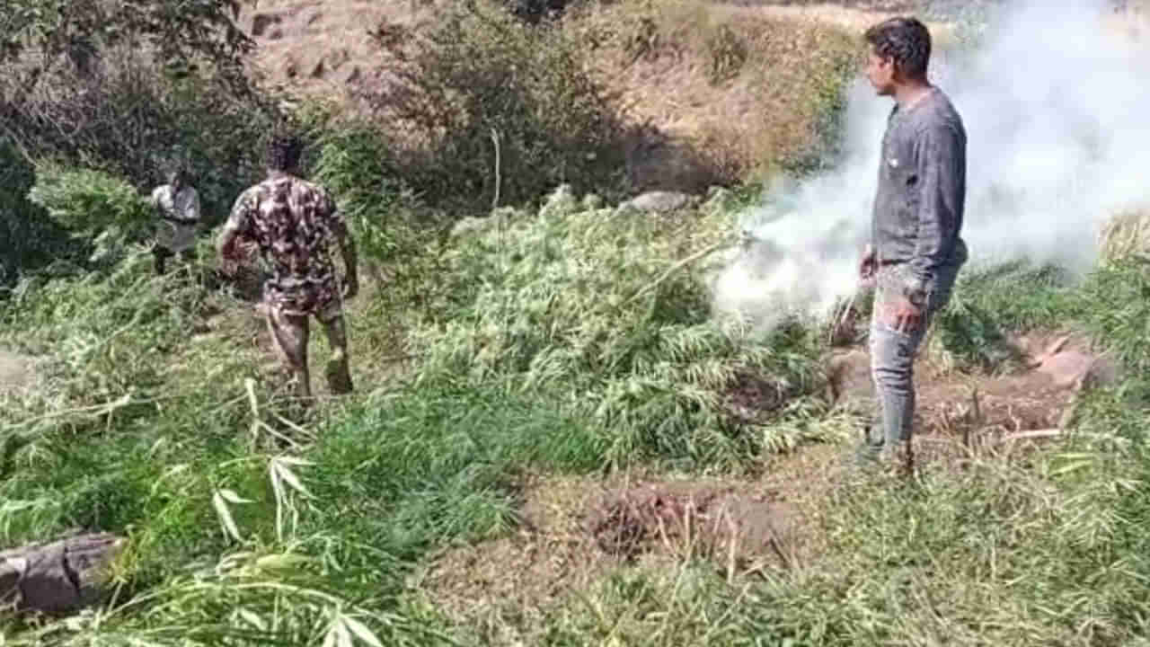 Andhra Pradesh: పచ్చని చెట్లు అనుకుంటే పొరబడినట్లే.. తనిఖీలకు వెళ్లి అవాక్కయిన పోలీసులు