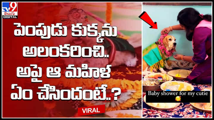 Dog baby shower: పెంపుడు కుక్కను అలంకరించి..అపై ఆ మహిళ ఏం చేసిందంటే..? వీడియో.. Dog baby shower: పెంపుడు కుక్కను అలంకరించి..అపై ఆ మహిళ ఏం చేసిందంటే..? వీడియో..