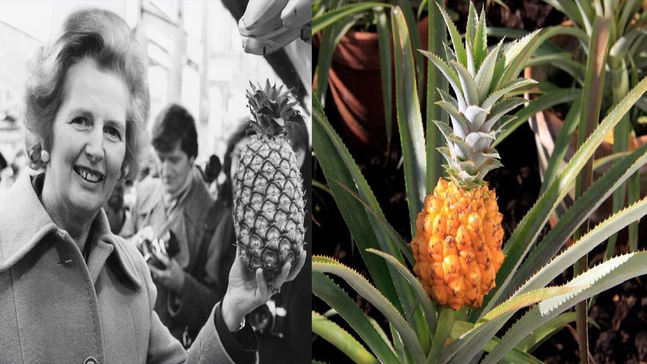 Heligan Pineapple: ప్రపంచంలోనే ఈ ఫైనాపిల్ అత్యంత ఖరీదు.. ఒకొక్కటి లక్ష నుంచి పది లక్షలు.. దీని స్పెషాలిటీ ఏమిటో తెలుసా..