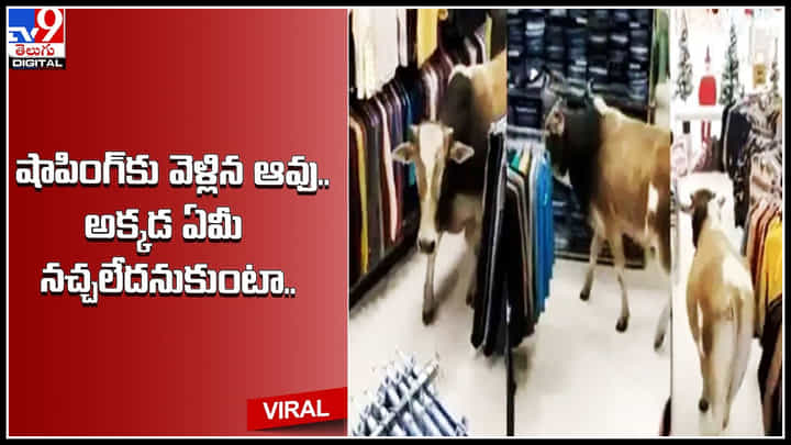 Cow shoping video: షాపింగ్కు వెళ్లిన ఆవు.. అక్కడ ఏమీ నచ్చలేదనుకుంటా వెన్నక్కి.. వైరల్ వీడియో.. Cow shoping video: షాపింగ్కు వెళ్లిన ఆవు.. అక్కడ ఏమీ నచ్చలేదనుకుంటా వెన్నక్కి.. వైరల్ వీడియో..