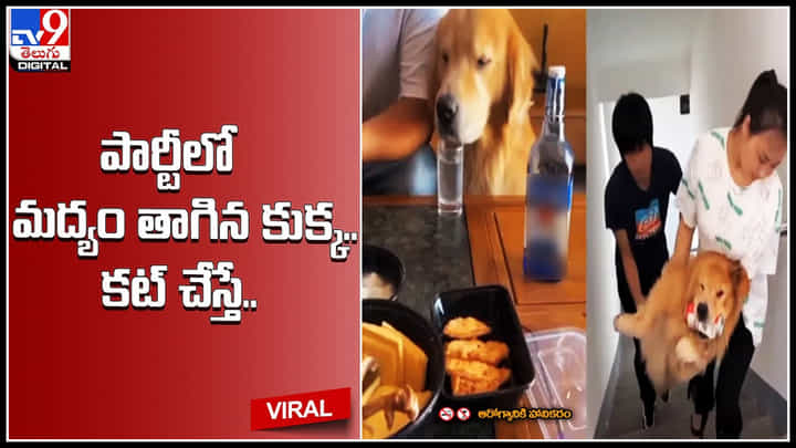 Dog Drunk: పార్టీలో మద్యం తాగిన కుక్క.. కట్ చేస్తే సీన్ సితారే.. ట్రెండ్ అవుతున్న వీడియో.. Dog Drunk: పార్టీలో మద్యం తాగిన కుక్క.. కట్ చేస్తే సీన్ సితారే.. ట్రెండ్ అవుతున్న వీడియో..