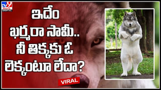 Lion attack: సింహంతో పరాచకాలెందుకు భయ్యా.. చూశావా ఏం జరిగిందో.. షాకింగ్‌ వీడియో.