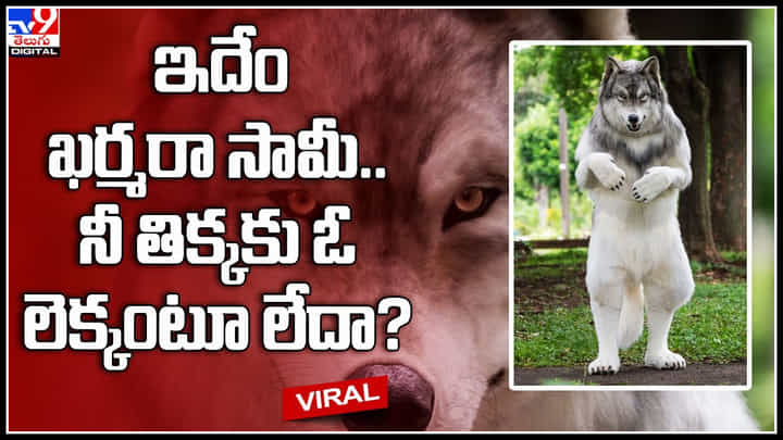 Man like a wolf: ఇదేం ఖర్మరా సామీ.. నీ తిక్కకు ఓ లెక్కంటూ లేదా.? రూ.19 లక్షలు ఖర్చుచేసి మరి.. వీడియో. Man like a wolf: ఇదేం ఖర్మరా సామీ.. నీ తిక్కకు ఓ లెక్కంటూ లేదా.? రూ.19 లక్షలు ఖర్చుచేసి మరి.. వీడియో.