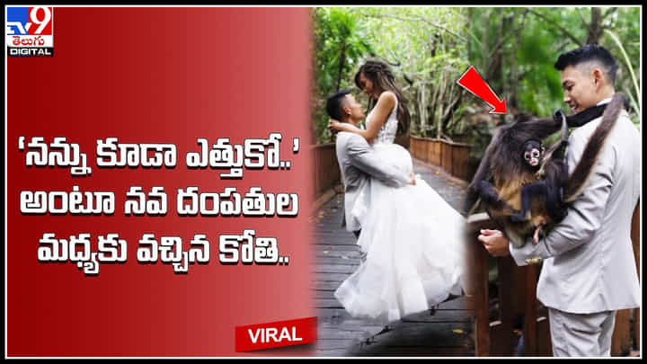 New Couple: ‘నన్ను కూడా ఎత్తుకో..’ అంటూ నవ దంపతుల మధ్యకు వచ్చిన కోతి.. వీడియో వైరల్. New Couple: ‘నన్ను కూడా ఎత్తుకో..’ అంటూ నవ దంపతుల మధ్యకు వచ్చిన కోతి.. వీడియో వైరల్.