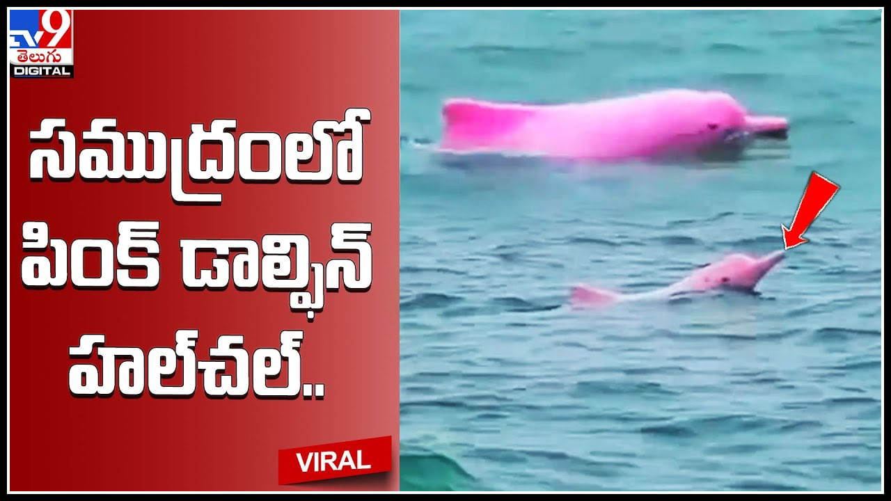 Pink Dolphin: సముద్రంలో పింక్‌ డాల్ఫిన్‌ హల్‌చల్‌.. చెంగు చెంగున జంప్‌ చేస్తున్న వీడియో వైరల్...