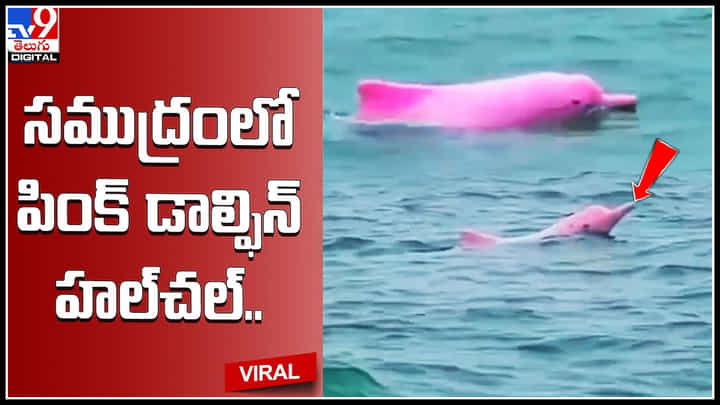 Pink Dolphin: సముద్రంలో పింక్ డాల్ఫిన్ హల్చల్.. చెంగు చెంగున జంప్ చేస్తున్న వీడియో వైరల్... Pink Dolphin: సముద్రంలో పింక్ డాల్ఫిన్ హల్చల్.. చెంగు చెంగున జంప్ చేస్తున్న వీడియో వైరల్...