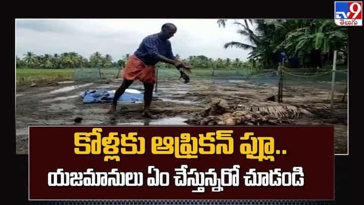 కోళ్లకు ఆఫ్రికన్ ఫ్లూ.. యజమానులు ఏం చేస్తున్నరో చూడండి కోళ్లకు ఆఫ్రికన్ ఫ్లూ.. యజమానులు ఏం చేస్తున్నరో చూడండి